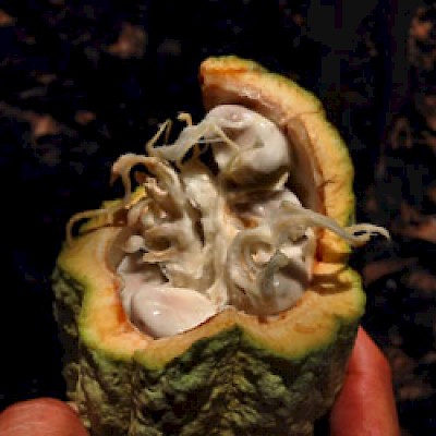 Open cacao pod in Yucatan <a href=></a>