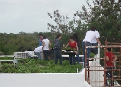 Urban Garden in Yucatan Mexico <a href=></a>