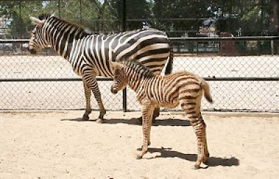 Animal Babies in Yucatan Mexico <a href=></a>