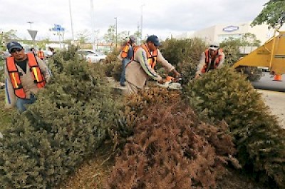 Christmas Trees in Merida Yucatan Mexico <a href=></a>