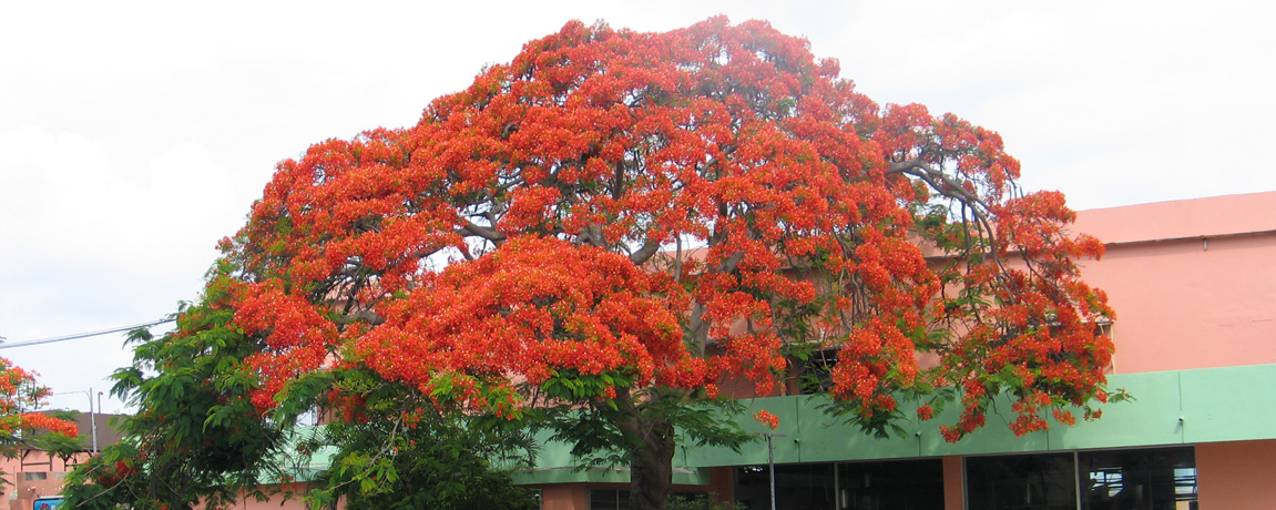 Yucatan News: Trees and Treatment