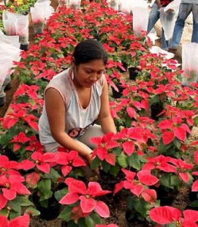 Flower Industry in  Yucatan Mexico <a href=></a>