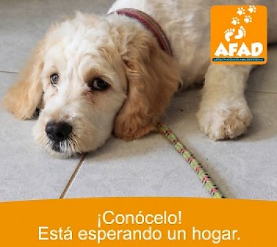 Afad Animal Shelter in Yucatan Mexico <a href=></a>