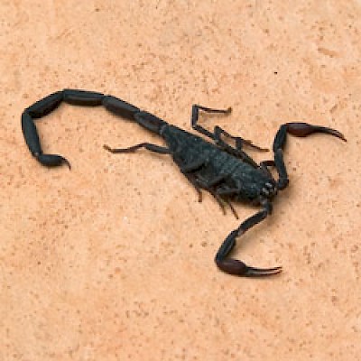 Scorpion <a href=></a>